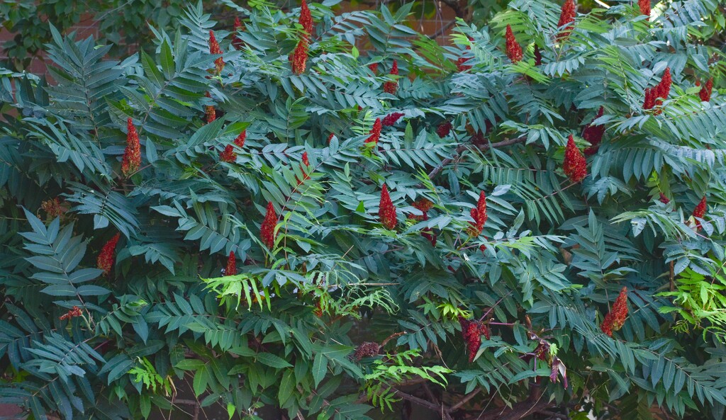 Sumac Tree by bjywamer