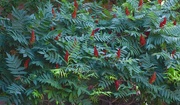 14th Aug 2024 - Sumac Tree