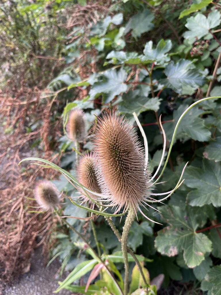 Teasel by helenawall