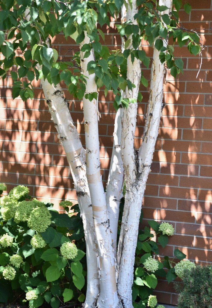 Birch, Brick, Hydrangea... by bjywamer