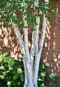 14th Aug 2024 - Birch, Brick, Hydrangea...