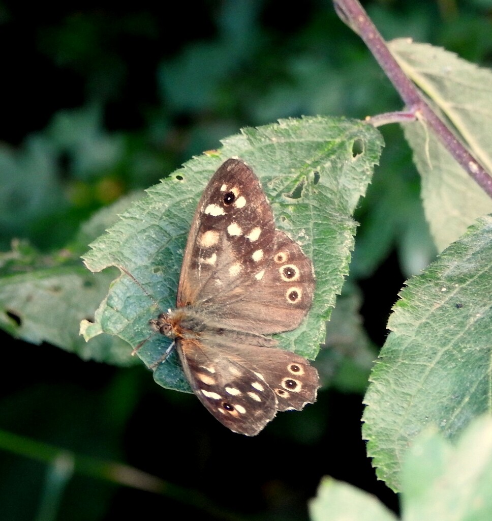 Speckled Wood Butterfly by oldjosh