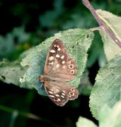 6th Aug 2024 - Speckled Wood Butterfly