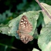 Speckled Wood Butterfly by oldjosh