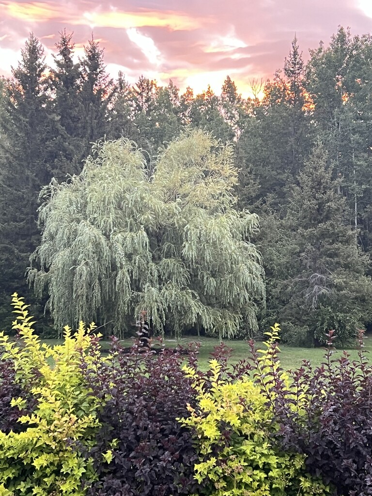 Weeping Willow Tree by radiogirl