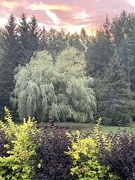 14th Aug 2024 - Weeping Willow Tree