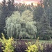 Weeping Willow Tree by radiogirl