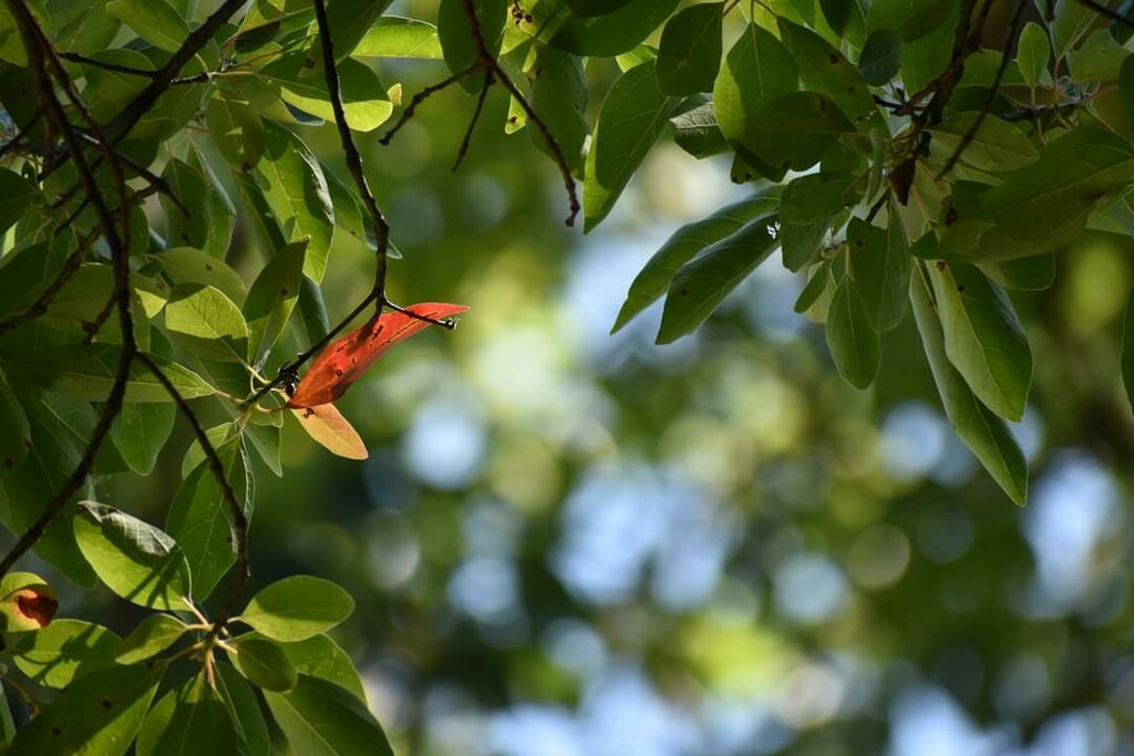 Autumn is Slowly Approaching  by alophoto