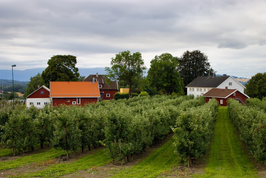 Apple orchard by okvalle