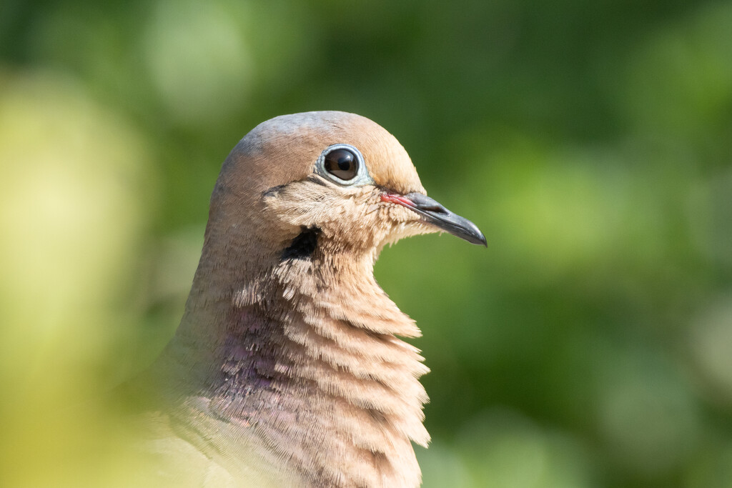 Mourning Dove Headshot by jpcaron