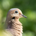 Mourning Dove Headshot by jpcaron