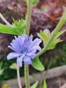 4th Aug 2024 - Chicory