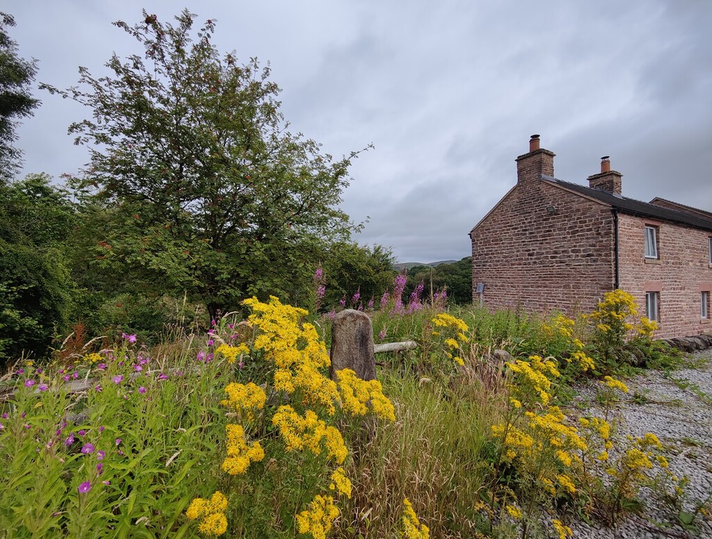 Ragwort by roachling