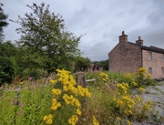 5th Aug 2024 - Ragwort