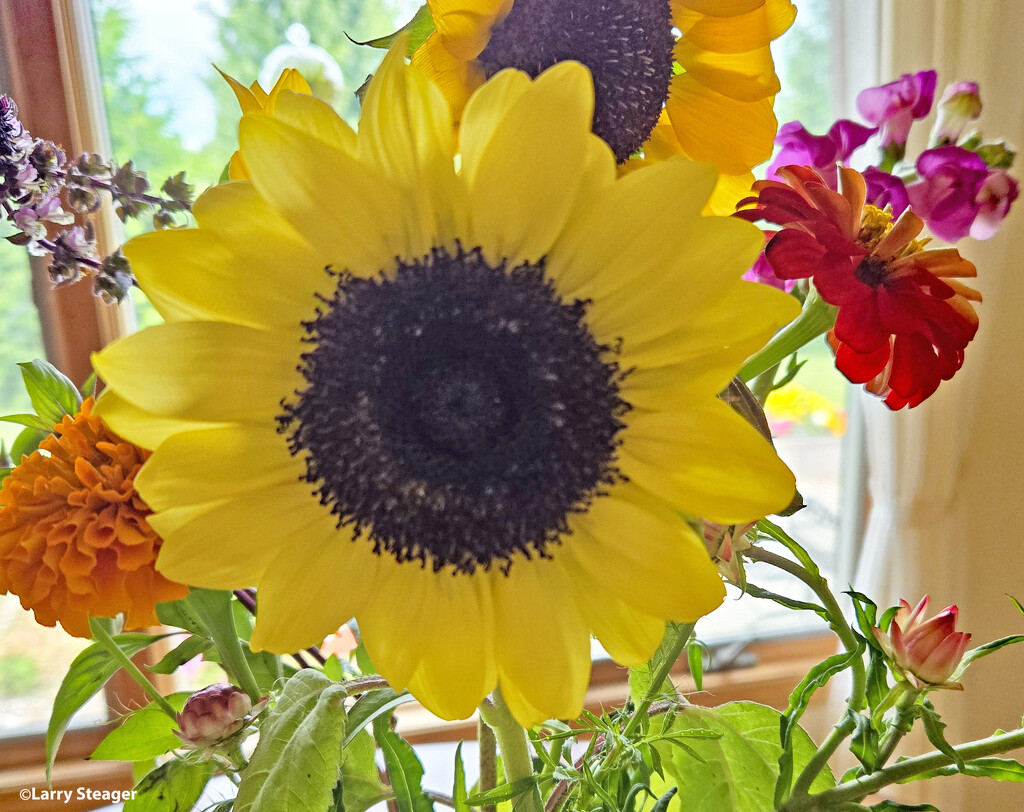 Yellow sunflower by larrysphotos