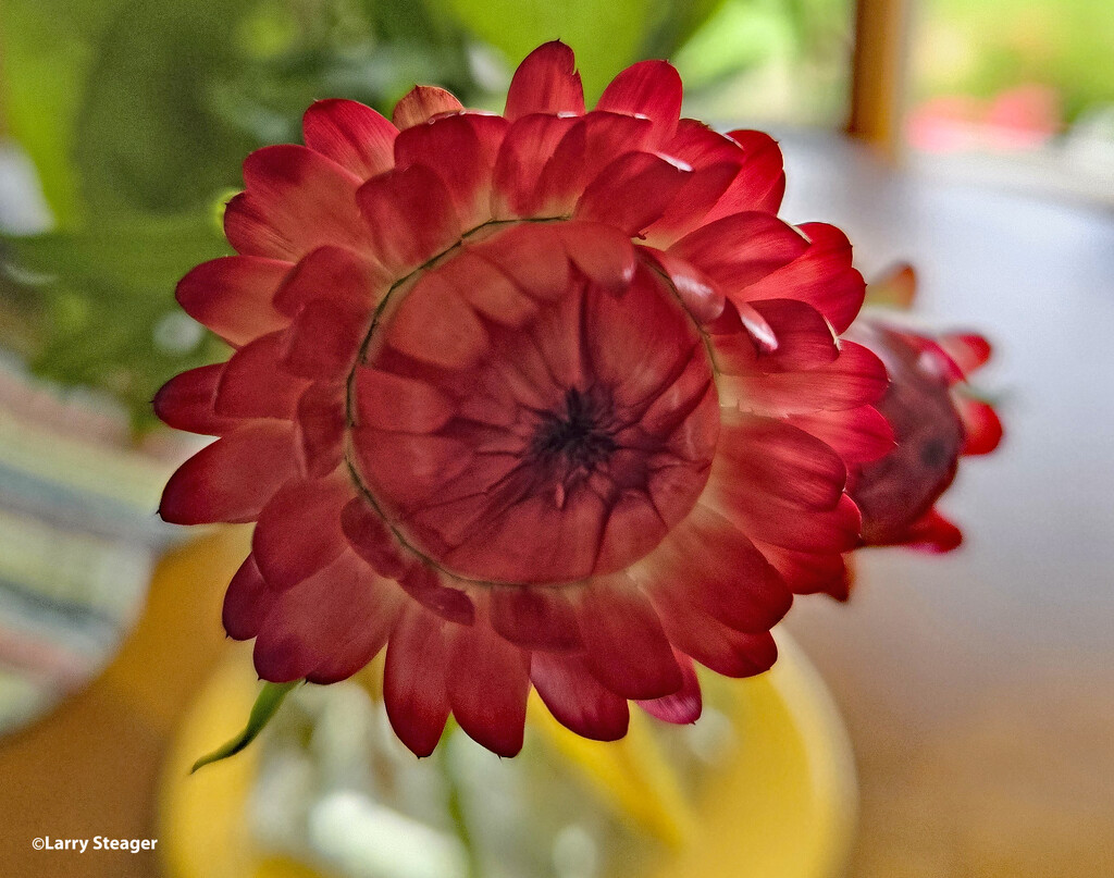 Strawflower by larrysphotos