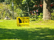 14th Aug 2024 - Cat Crossing