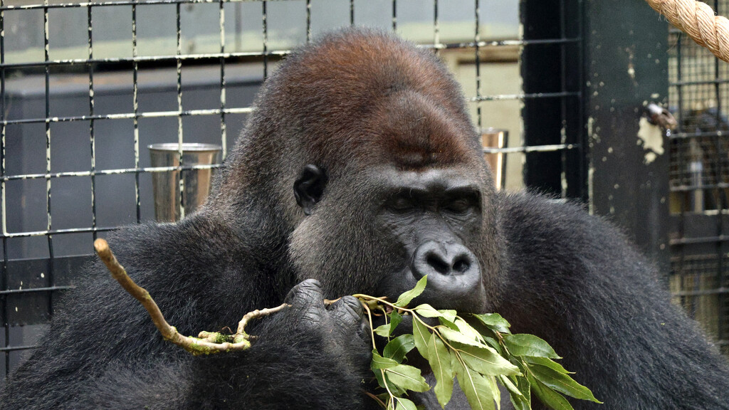 Male Western Lowland Gorilla by neil_ge