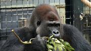 14th Aug 2024 - Male Western Lowland Gorilla