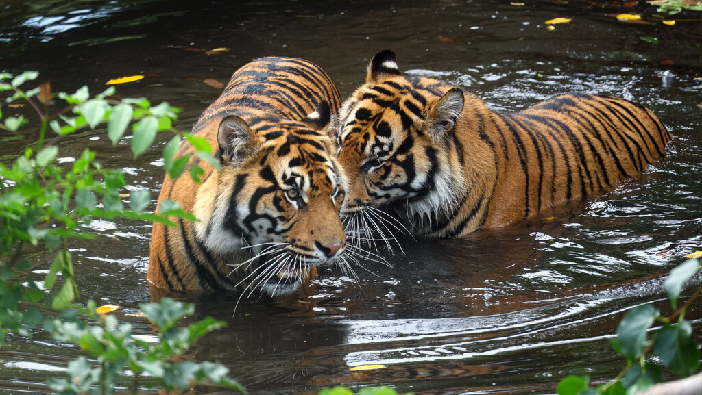 Tigers at London Zoo by neil_ge