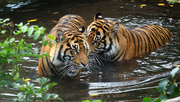 14th Aug 2024 - Tigers at London Zoo