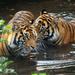 Tigers at London Zoo