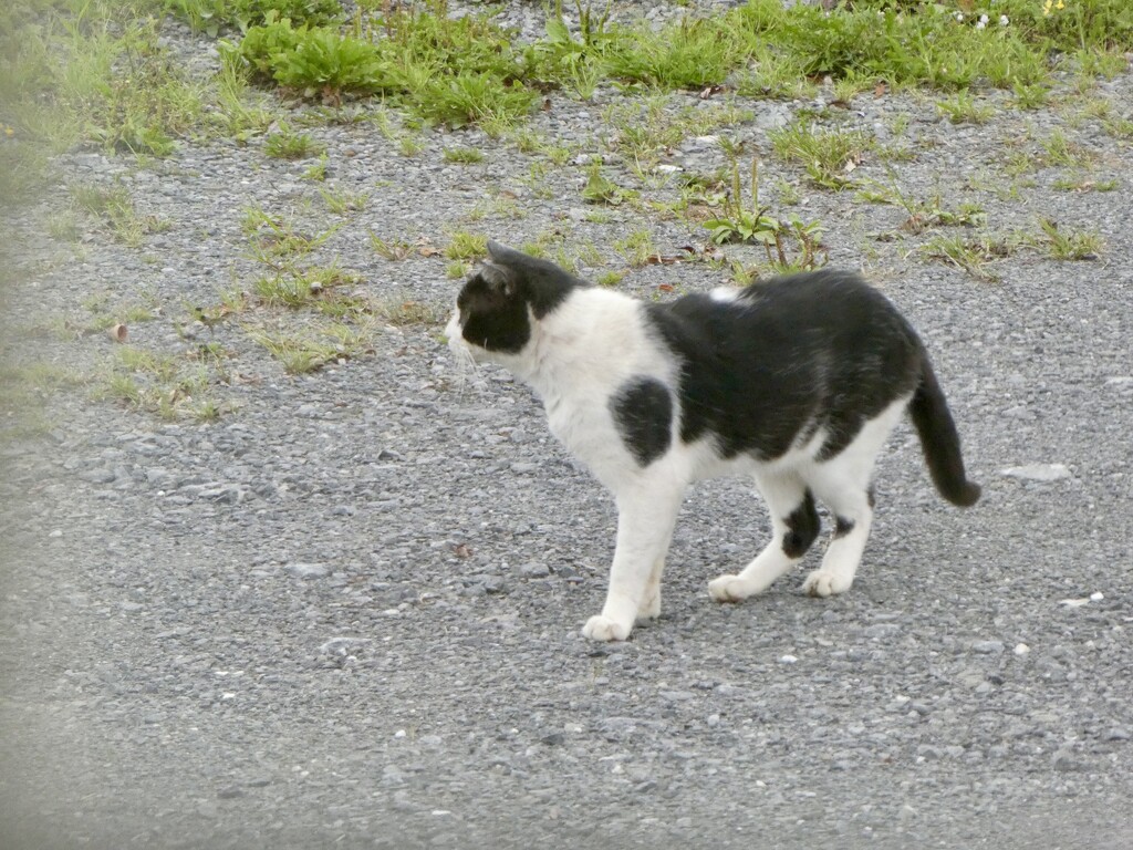 A driveway visitor by mtb24