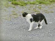 14th Aug 2024 - A driveway visitor