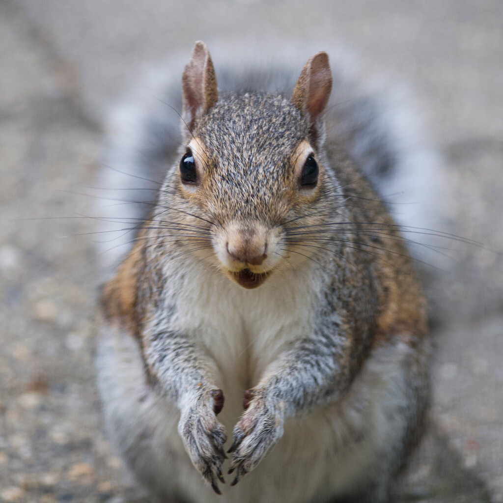 Where are the Peanuts??! by berelaxed