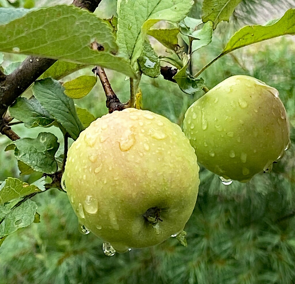 Garden Apple Tree by paintdipper