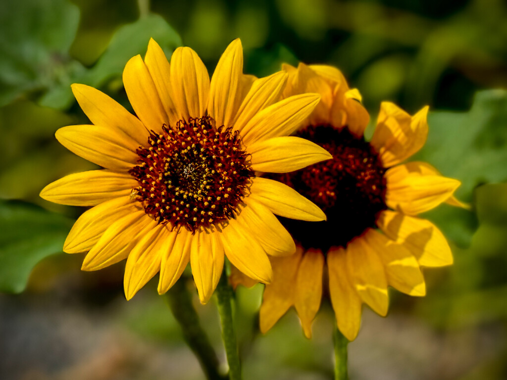 Sunflower by jeffjones