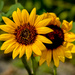 Sunflower by jeffjones