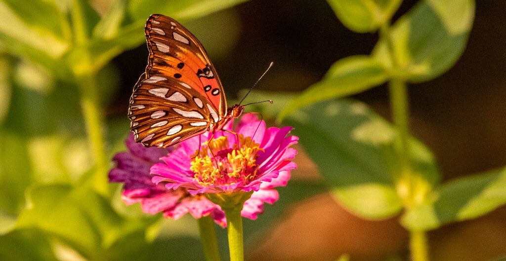 Gulf Fritillary Butterfly! by rickster549