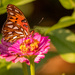 Gulf Fritillary Butterfly! by rickster549