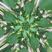 14th Aug 2024 - Kaleidoscope of Buds