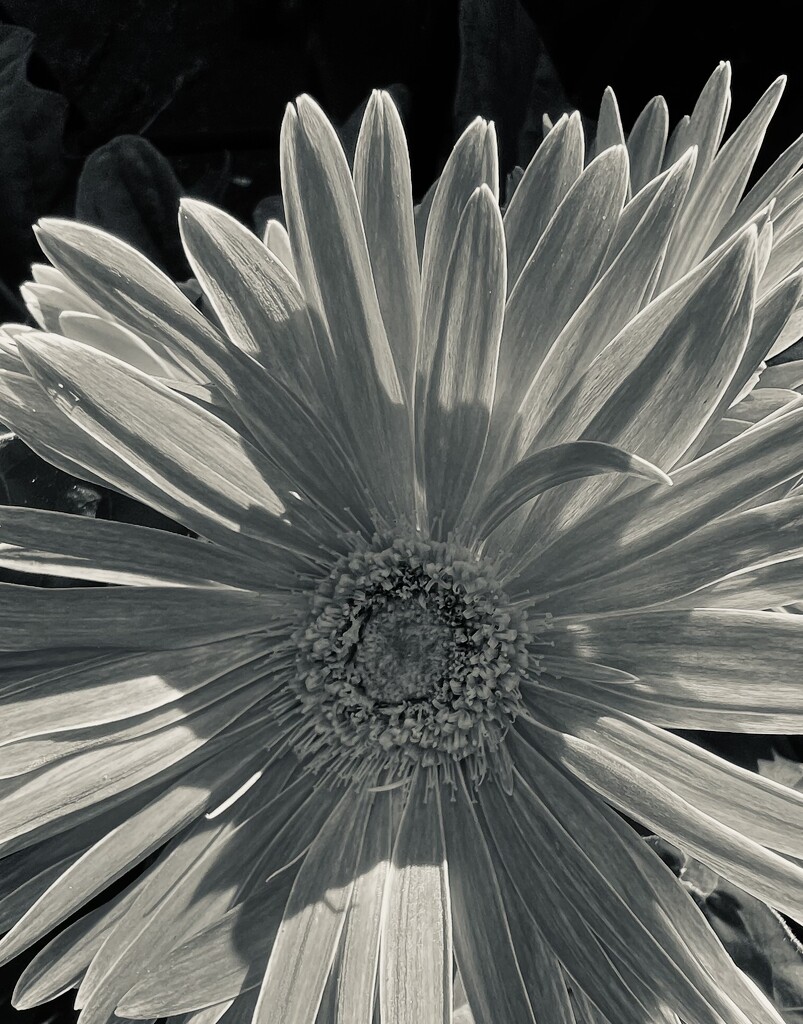 Gerbera by sjgiesman