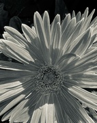 14th Aug 2024 - Gerbera