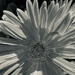 Gerbera by sjgiesman