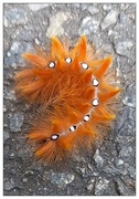 15th Aug 2024 - Sycamore caterpillar