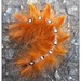 Sycamore caterpillar by steveandkerry