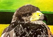 15th Aug 2024 - Buzzard (painting)