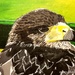 Buzzard (painting) by stuart46