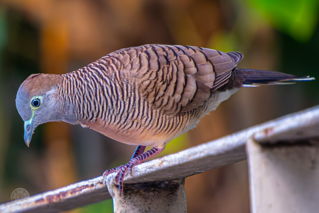 Zebra Dove by lumpiniman