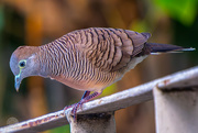 15th Aug 2024 - Zebra Dove