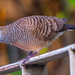 Zebra Dove by lumpiniman