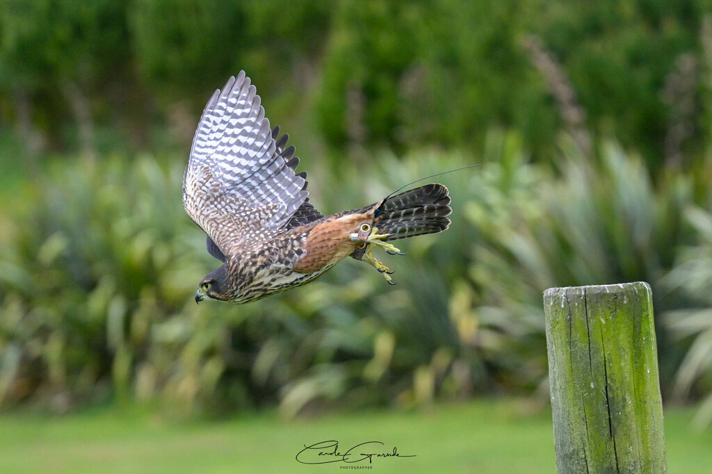 NZ Falcon by yorkshirekiwi