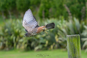 15th Aug 2024 - NZ Falcon