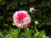 9th Jul 2024 - Dahlia 1