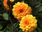 10th Jul 2024 - Dahlia 2