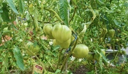 15th Aug 2024 - Tomato Hearts ….from Cœur d'Antan Bretagne.